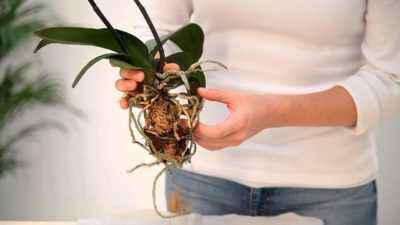Comment utiliser Agricola pour les orchidées