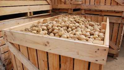 Conditions de température pour le stockage des pommes de terre en hiver