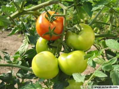 Cueillette de tomates en 2019 selon le calendrier lunaire