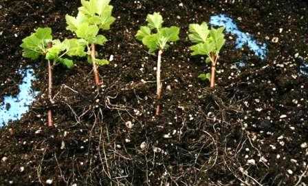Cultivar de chou-fleur Dachnitsa