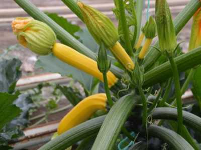Cultiver des courgettes jaunes