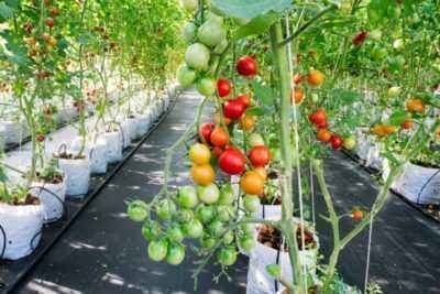 Cultiver des plants de tomates sans terre