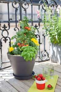 Cultiver des tomates cerises sur le balcon et le rebord de la fenêtre