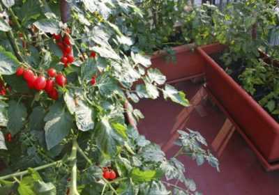 Cultiver des tomates sur le balcon