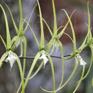 Culture d'orchidées brassia
