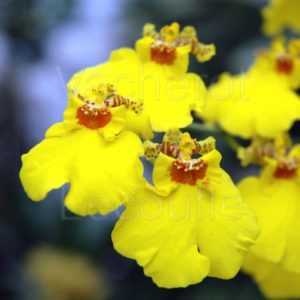 Culture d'orchidées oncidium