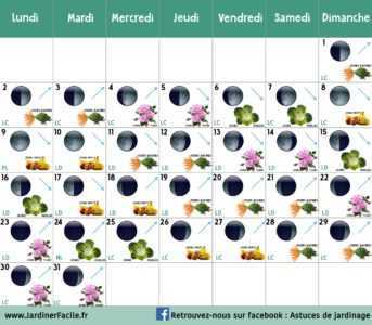 Dates de plantation du chou du calendrier lunaire