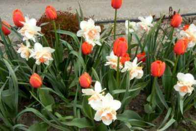 Dates et règles de transplantation des tulipes
