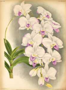 De plus en plus Dendrobium Phalaenopsis