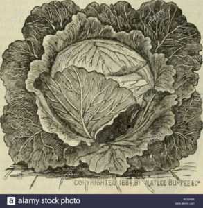 Description de Cabbage Express