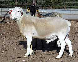 Description de Dorper Sheep