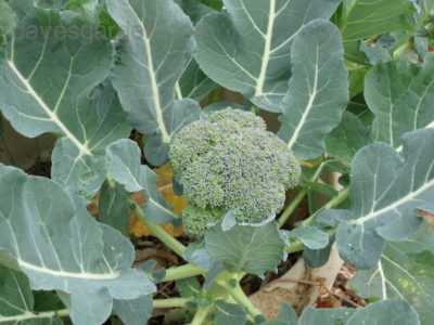 Description de Green Magic Broccoli