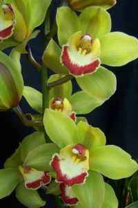 Description de Green Orchid