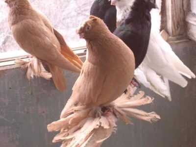 Description de la race des pigeons ouzbeks
