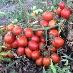 Description de la tomate Astérix