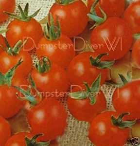 Description de la tomate cerise douce