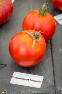 Description de la tomate Cosmonaute Volkov