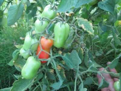 Description de la tomate Gigalo