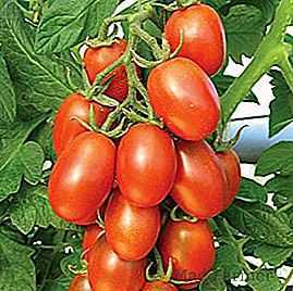 Description de la tomate Maroussia