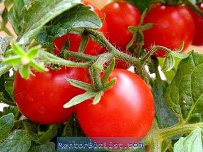 Description de la tomate Tanya