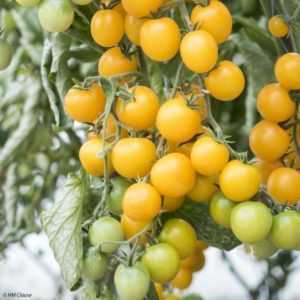 Description de la variété de tomate Cherry Yellow
