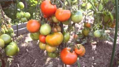 Description de la variété de tomate Dubok