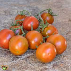 Description de la variété de tomate Viagra