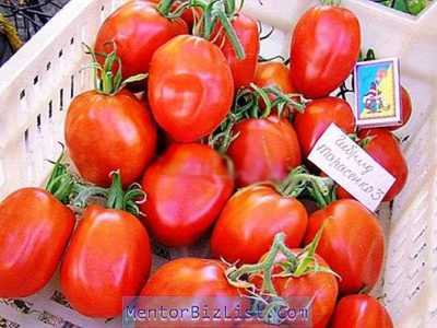 Description de la variété de tomate Yubileiny Tarasenko