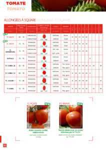 Description de l'agate tomate