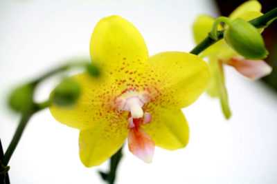 Description de l'orchidée jaune