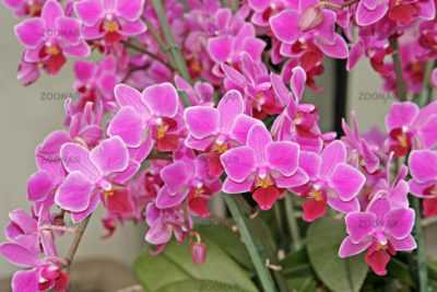 Description de l’orchidée phalaenopsis mukalla