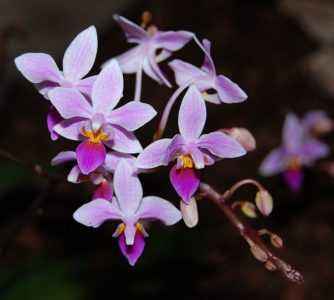 Description de l'orchidée phalonopsis equestris
