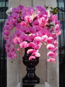 Description de Pink Orchid
