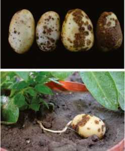 Description de Potato Assol