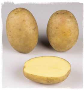 Description de Potato Lady Claire