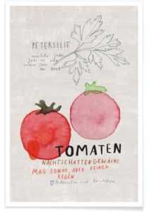 Description de Stella Tomate Pink