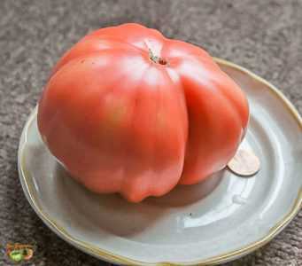 Description de Tomate Giant Novikov