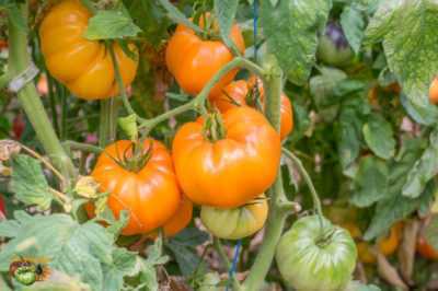 Description de Tomate Orange Giant