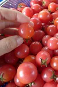 Description de Tomates Pearl