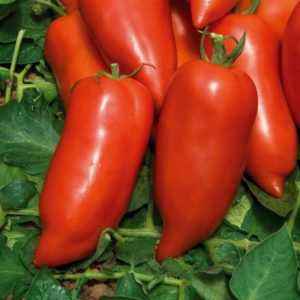 Description de Tomato Cornabel