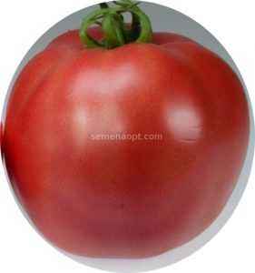 Description de Torbay Tomato