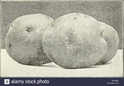 Description de Triomphe de pommes de terre