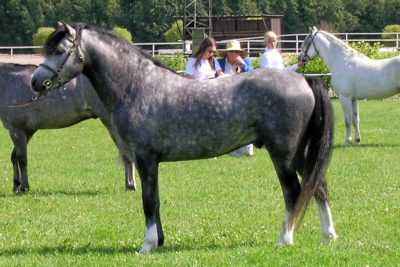Description de Welsh Pony