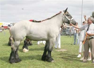 Description des chevaux de race Brabancon