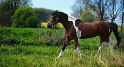 Description des chevaux de race équitation russe