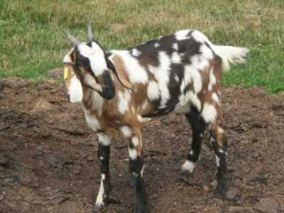 Description des chèvres de race anglo-nubienne