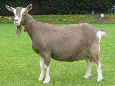 Description des chèvres Toggenburg