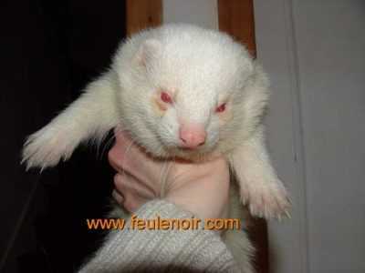 Description des furets blancs (albinos)