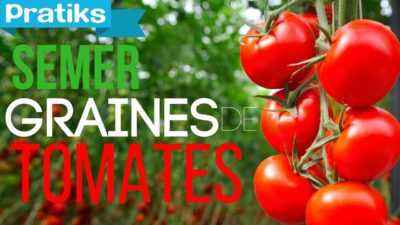 Description des Lazybones de tomate