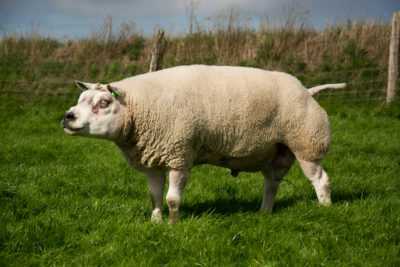 Description des moutons Texel